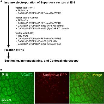 Ras GTPase-activating proteins control neuronal circuit development in barrel cortex layer 4